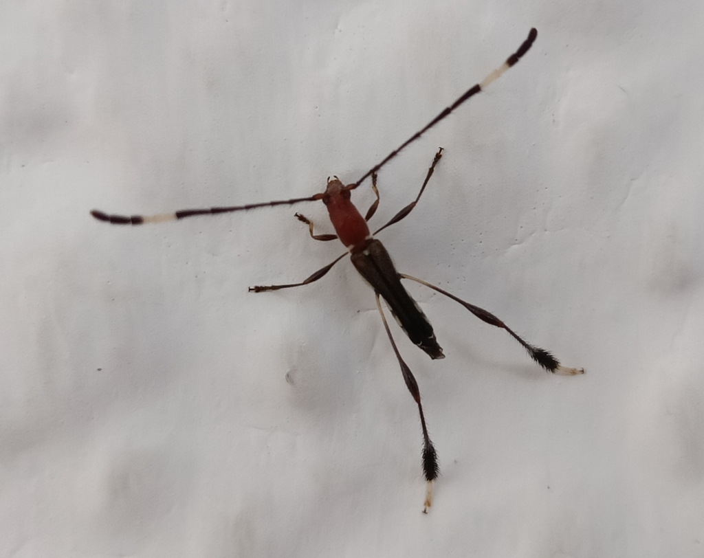 Ommata elegans