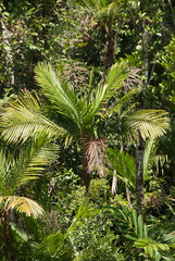 Dypsis dransfieldii