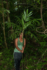 Dypsis faneva