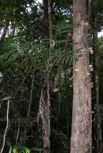 Dypsis fasciculata