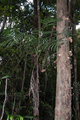 Dypsis fasciculata