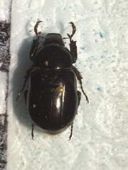 Cyclocephala nigerrima