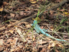 Cnemidophorus arubensis