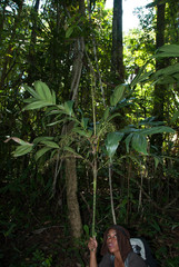 Dypsis forficifolia