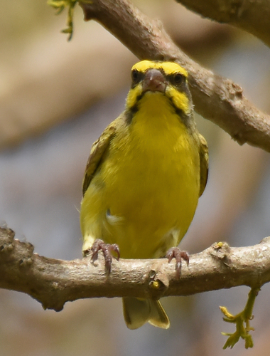 Yellow-fronted Canary