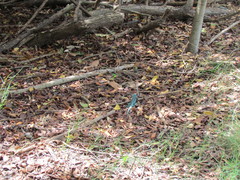 Cnemidophorus arubensis