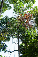 Dypsis hovomantsina
