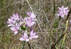 Allium unifolium