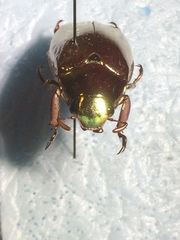 Chrysina optima
