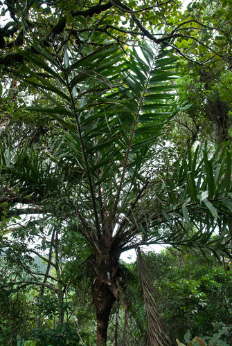 Dypsis marojejyi, photo 79