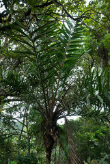 Dypsis marojejyi