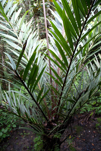 Dypsis marojejyi, photo 80
