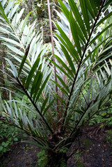 Dypsis marojejyi