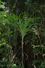 Dypsis mirabilis