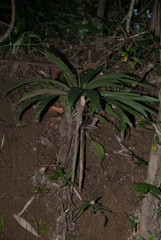 Dypsis mocquerysiana