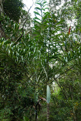 Dypsis oreophila