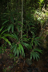 Dypsis pachyramea