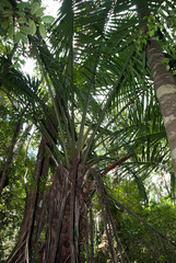 Dypsis perrieri