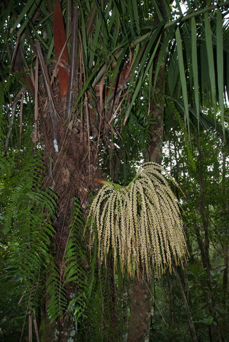 Dypsis perrieri image