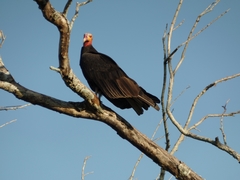 Cathartes burrovianus burrovianus