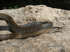 Coelognathus flavolineatus