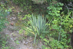 Yucca flaccida
