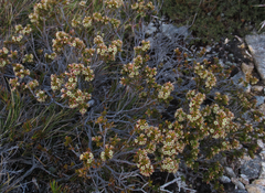 Epacris alpina