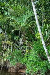 Dypsis pusilla