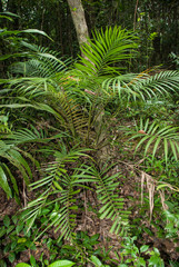 Dypsis pusilla
