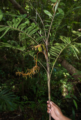 Dypsis reflexa