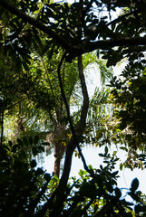 Dypsis tokoravina