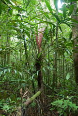Dypsis vonitrandambo