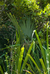 Satranala decussilvae
