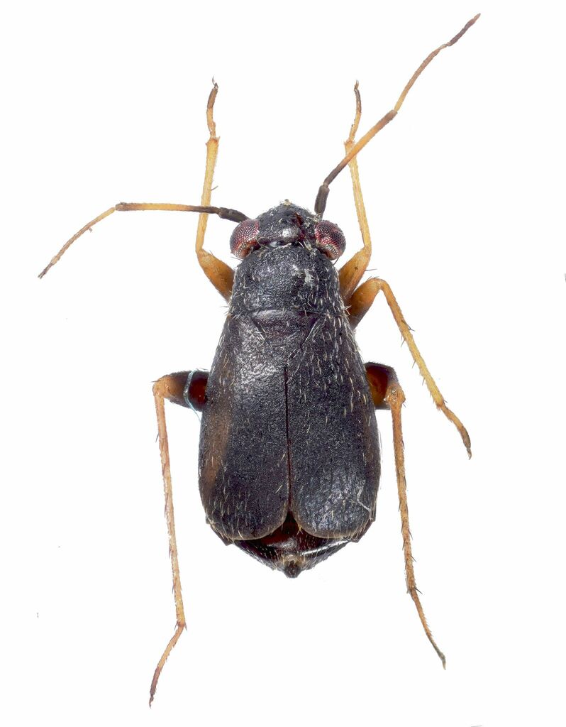 Orthonotus humilis