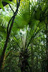 Satranala decussilvae