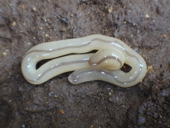 Geonemertes pelaensis