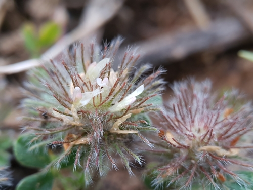 Trifolium cherleri image