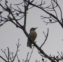 Melanerpes carolinus