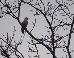 Melanerpes carolinus