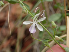 Trichostema arizonicum