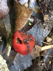 Leratiomyces erythrocephalus