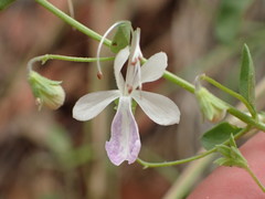 Trichostema arizonicum