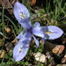 Iris histrio - Photo (c) Gidip, some rights reserved (CC BY)
