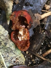 Leratiomyces erythrocephalus