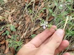 Trichostema arizonicum