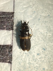 Chauliognathus tripartitus