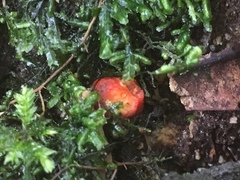 Leratiomyces erythrocephalus