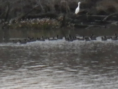 Fulica americana americana