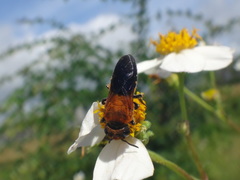 Megachile umbripennis