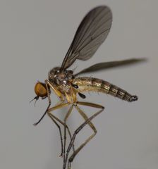 Apalocnemis